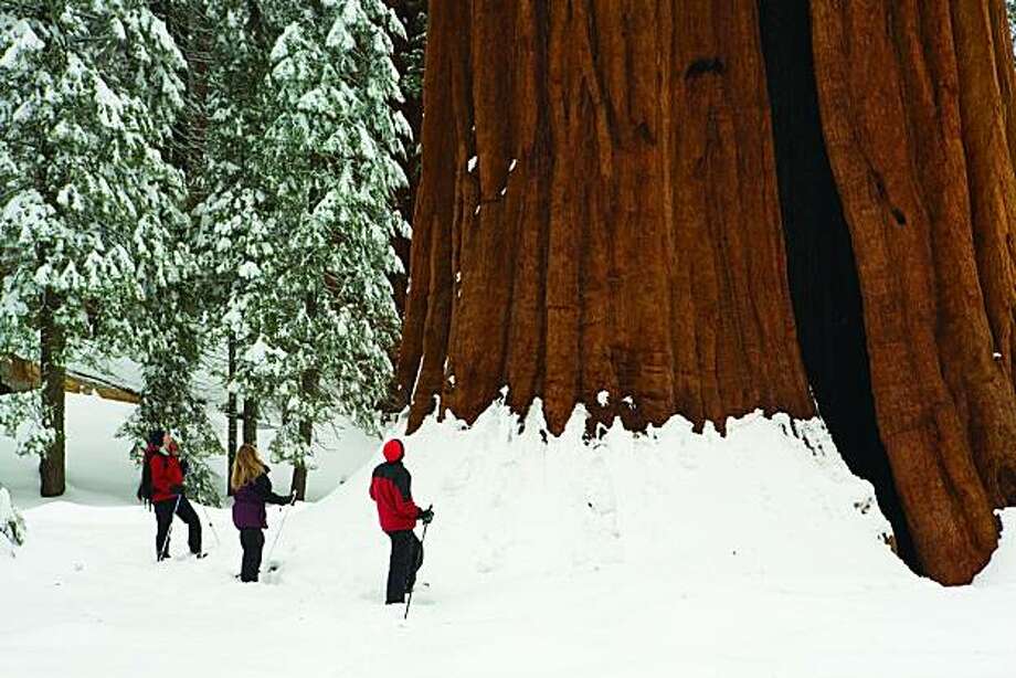 Seeing The Giant Forest For The Trees Sfgate