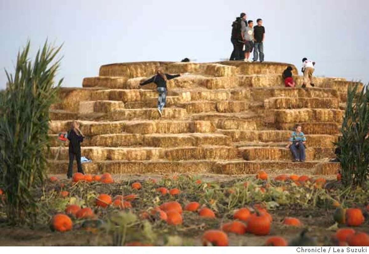 Pumpkin patch dixon ca outlet