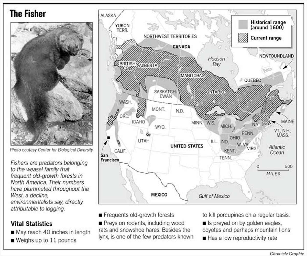 Fisher Proposed as Endangered / Adding weasel-like animal to list could curtail logging Fisher Proposed as Endangered / Adding weasel-like animal to list could curtail logging