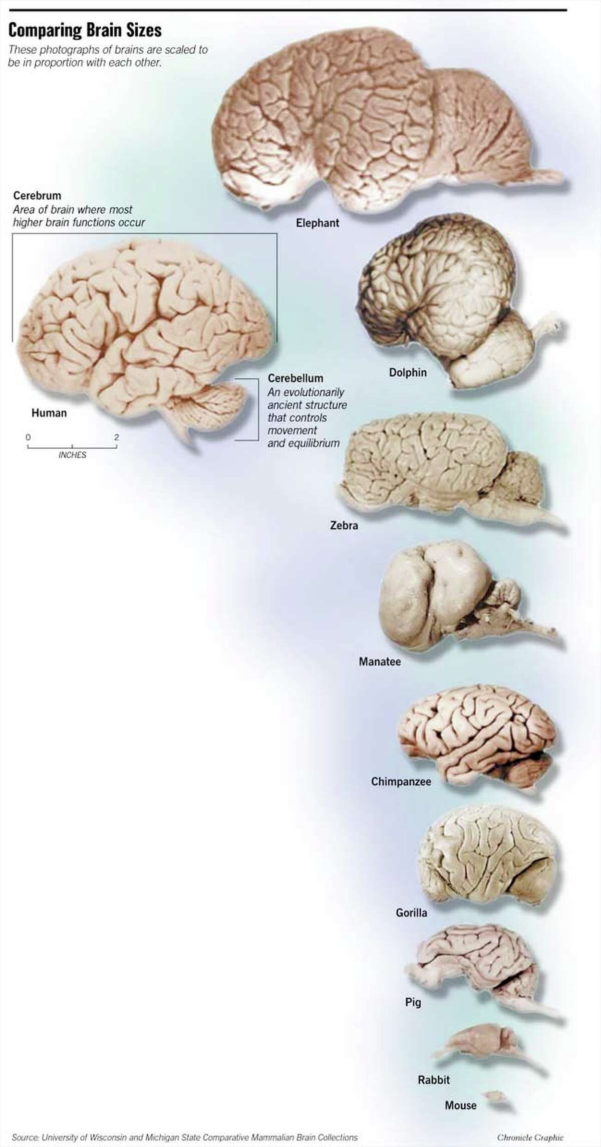 All Creatures Great And Smart / Research Reveals Animals' Brains To Be ...