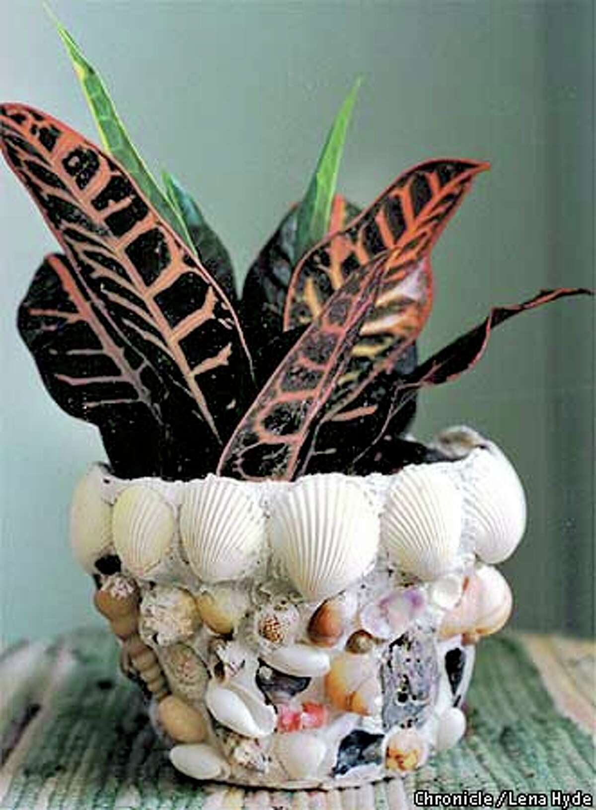 Hear and Smell Waves With Seashell Pots