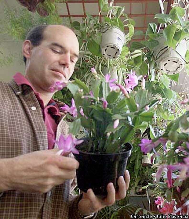 desert flower make a colorful point with christmas cactus sfgate