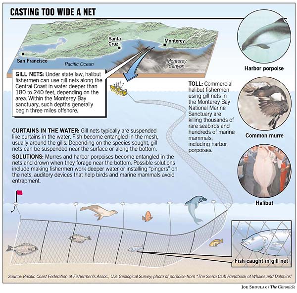 Commercial Gill-Net Ban Tightened in California / Move to protect