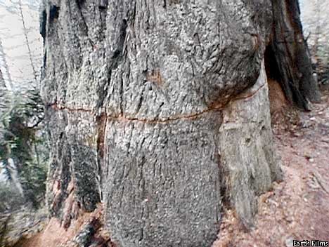 Shredded Redwood (AKA “GORILLA HAIR”) - Hastie's Capitol Sand and