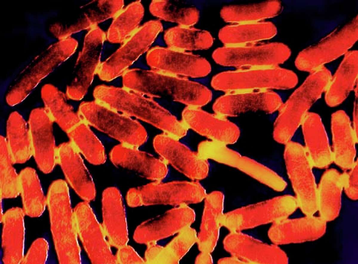 Evading E. Coli / A lethal strain of the bacteria is changing how our