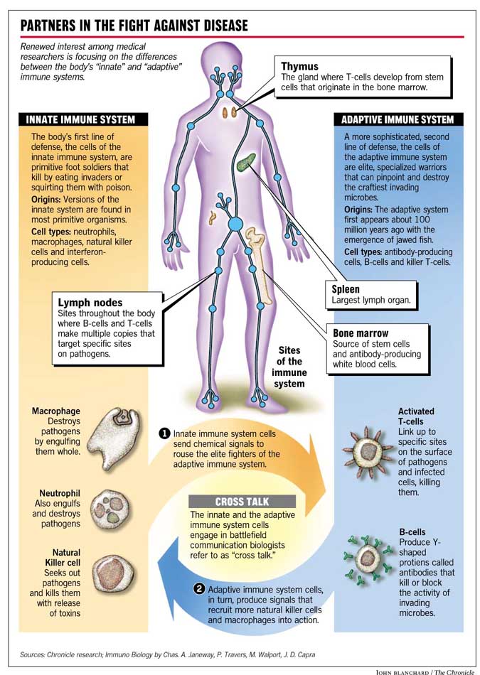 An Innate Defense System / Scientists begin to pay attention to the