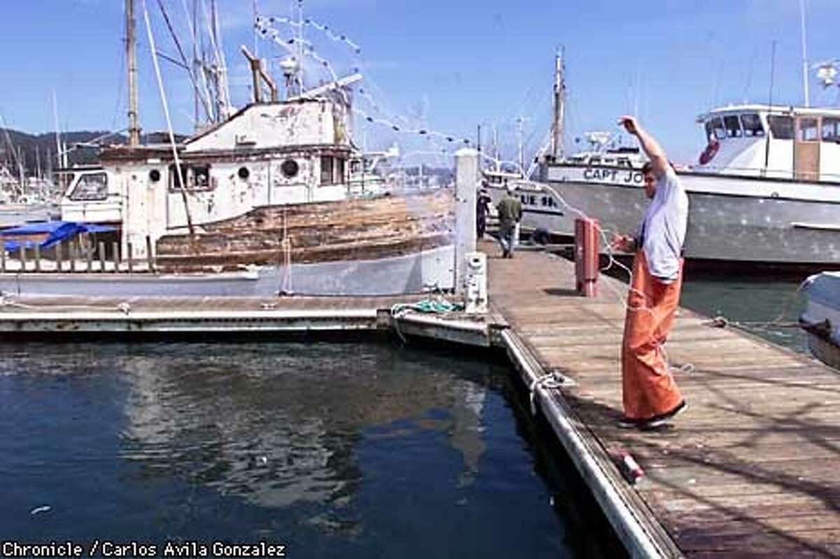 Mysterious DieOff Of Anchovies Hits Half Moon Bay / Cause unknown, but
