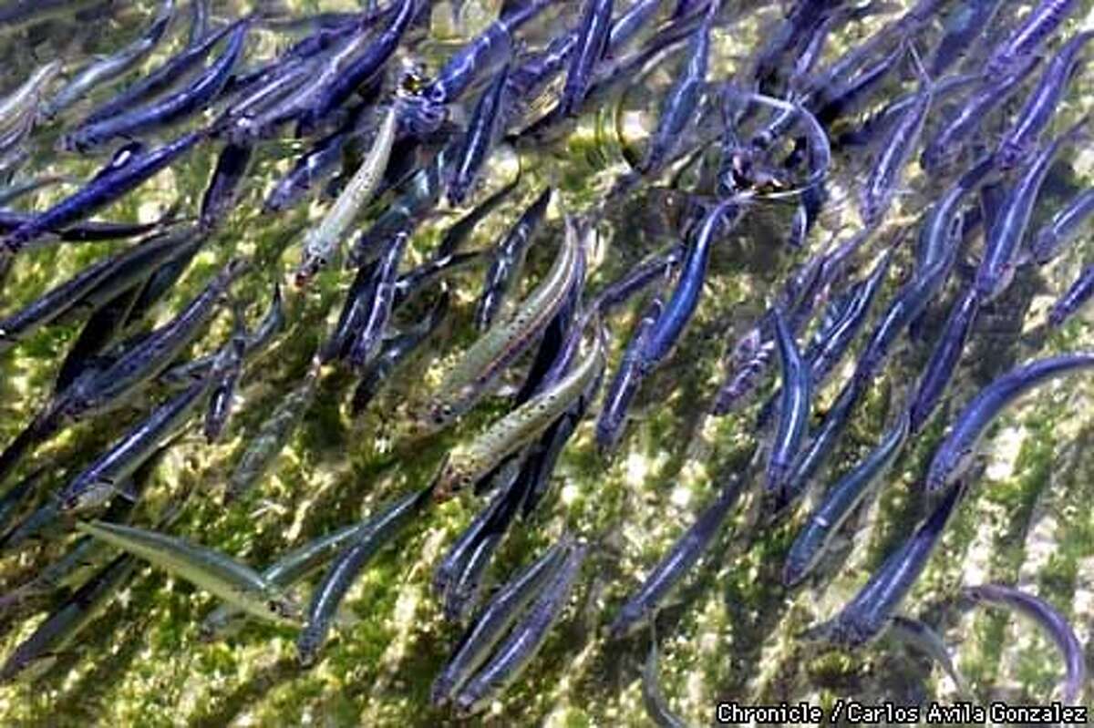 Mysterious DieOff Of Anchovies Hits Half Moon Bay / Cause unknown, but