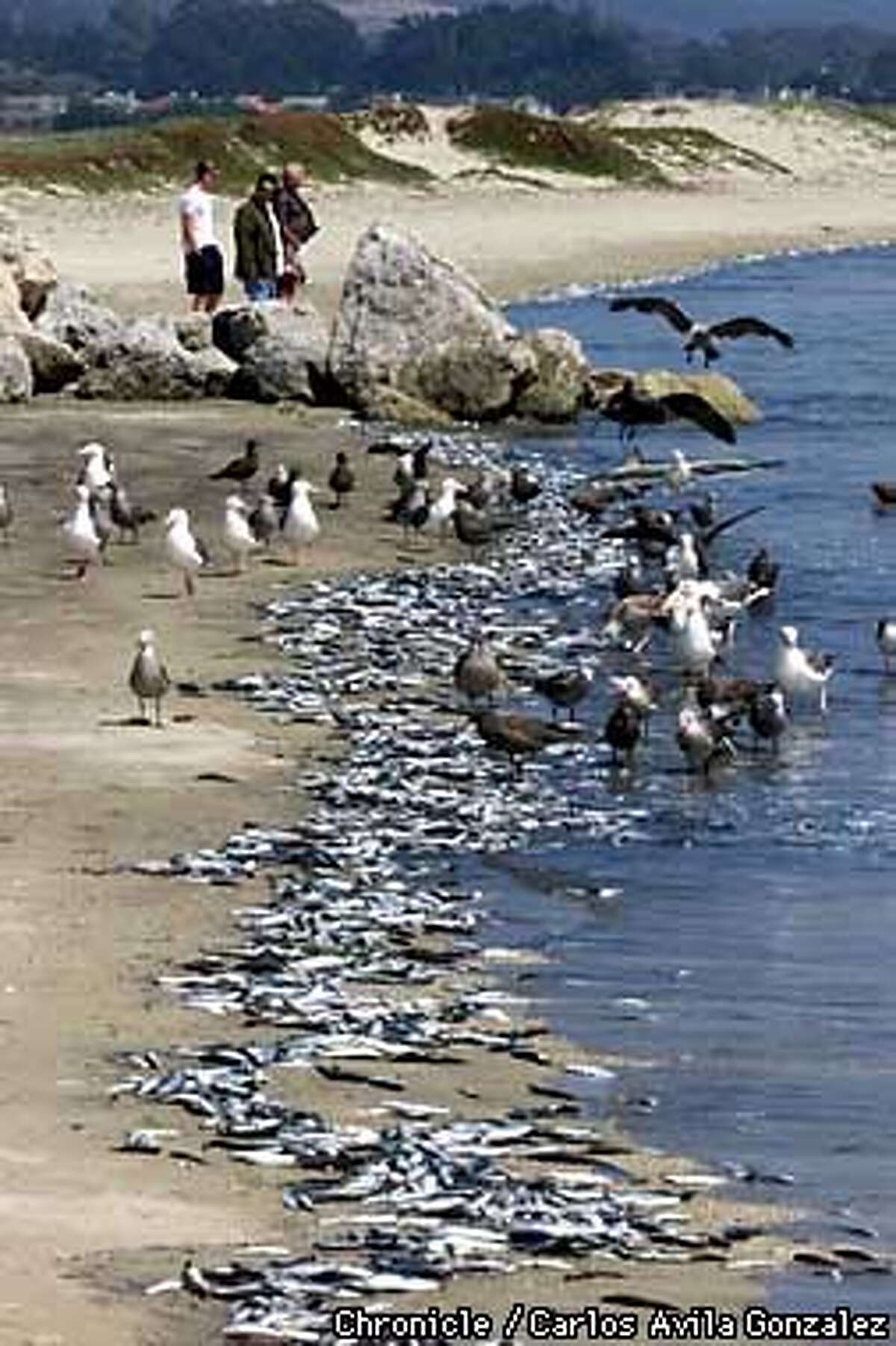 Mysterious DieOff Of Anchovies Hits Half Moon Bay / Cause unknown, but