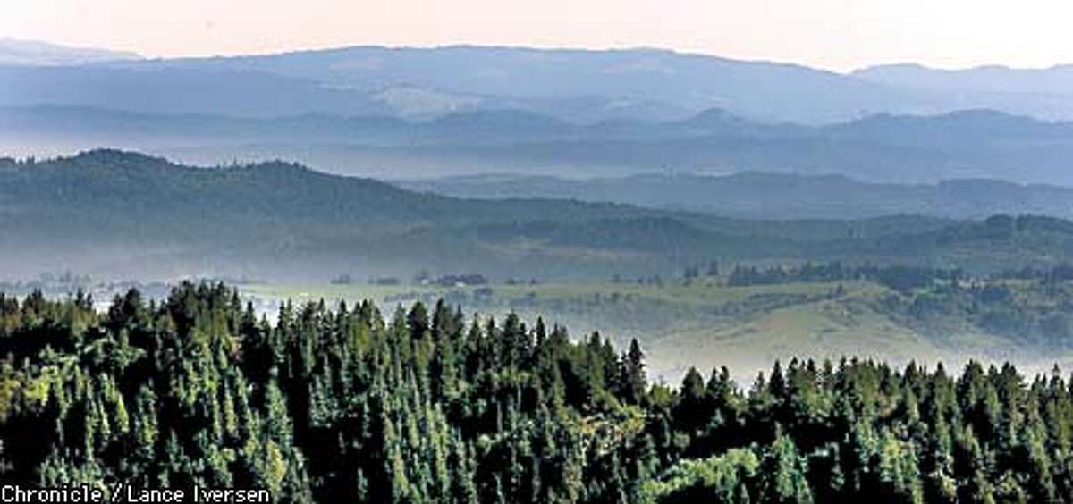 Early morning fog starts to dissipate over sections of old grouth forest that intermingle with stands of younger trees, all of which are considered for harvest by Pacific Lumber Co. This view looks north from Fernbridge to Eureka. By LANCE IVERSEN/SAN FRANCISCO CHRONICLE