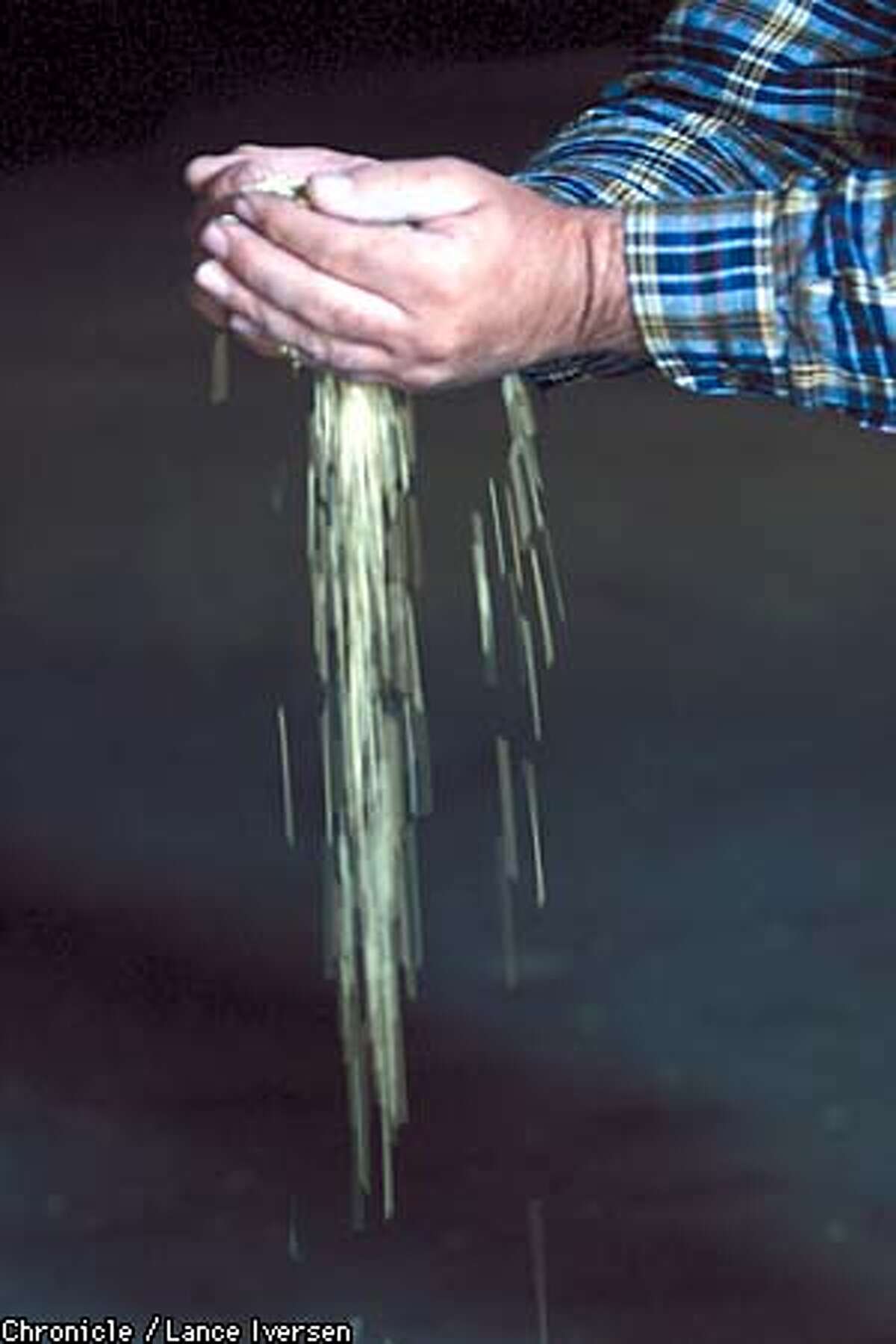 Brown rice flows from Ken Collins hands at his storage facility in Biggs Calif. Collins a rice grower and wholesaler who is involved in a novel project , converting rice straw into ethanol. By LANCE IVERSEN/SAN FRANCISCO CHRONICLE