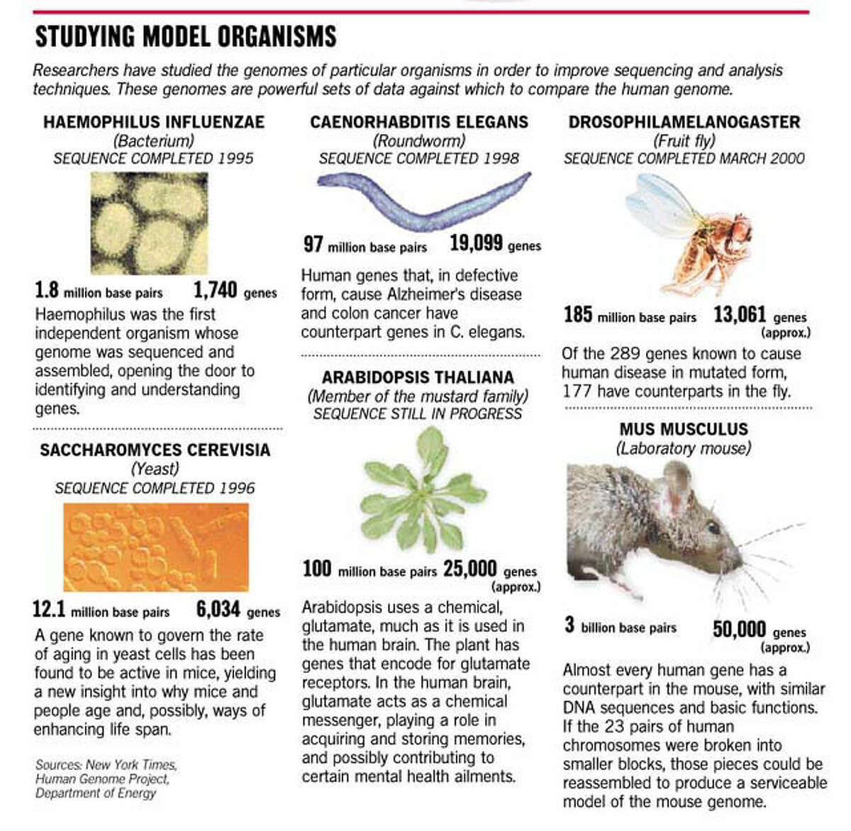 What's Next For Genome? / Landmark project is only the start of prying ...