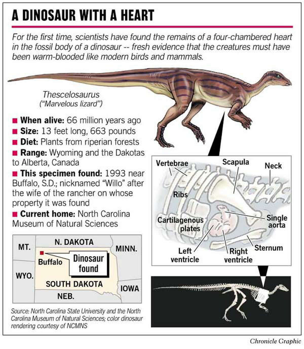 New Evidence Dinosaurs Had Warm Blood / Fossil of `marvelous lizard' is