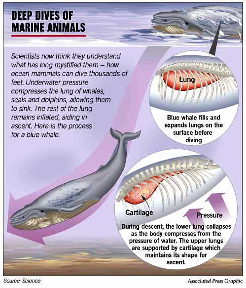 How Sea Mammals Take Their Deep Plunges