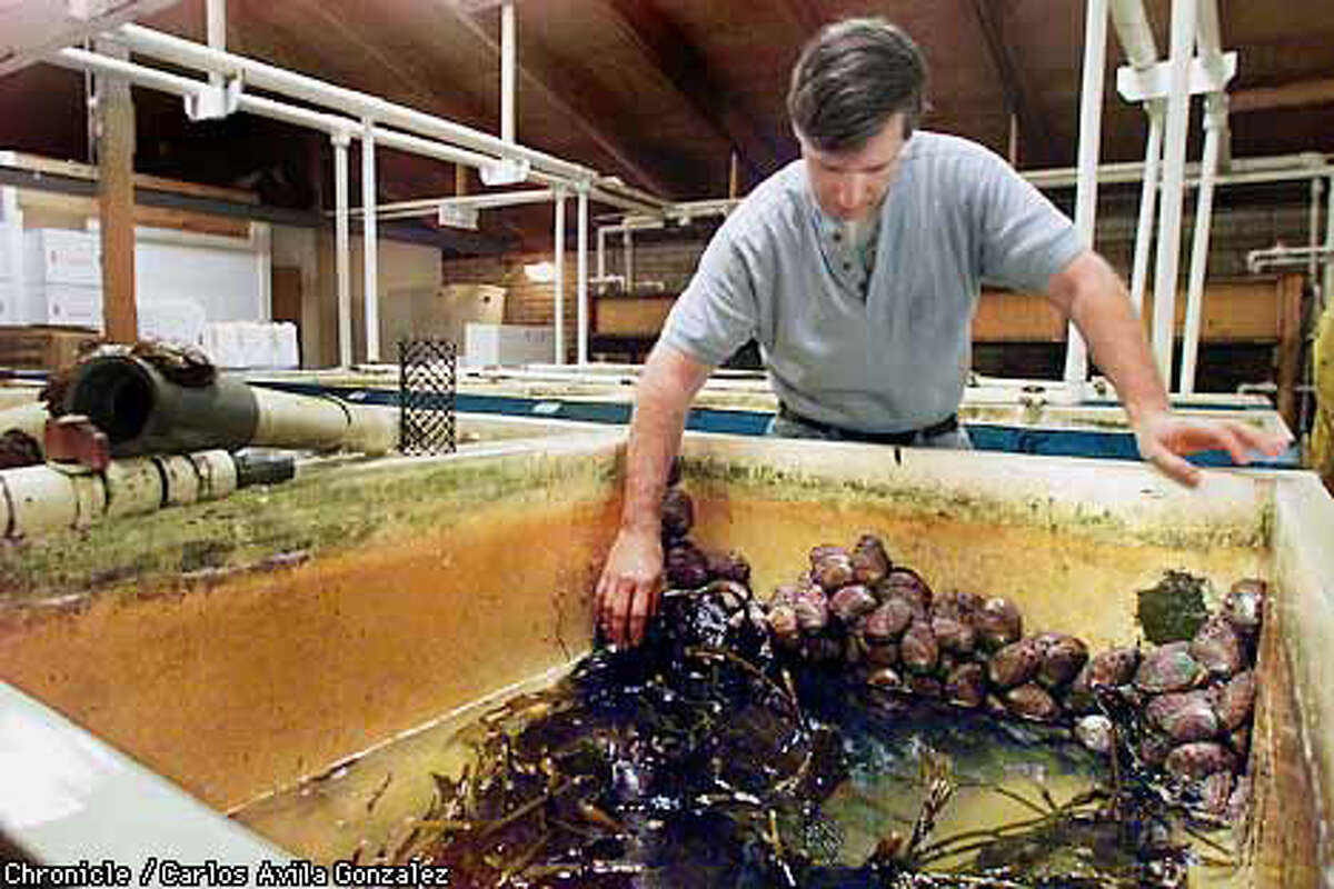 Keeping Kelp Afloat / Abalone farmers harvest the seaweed for feed, but