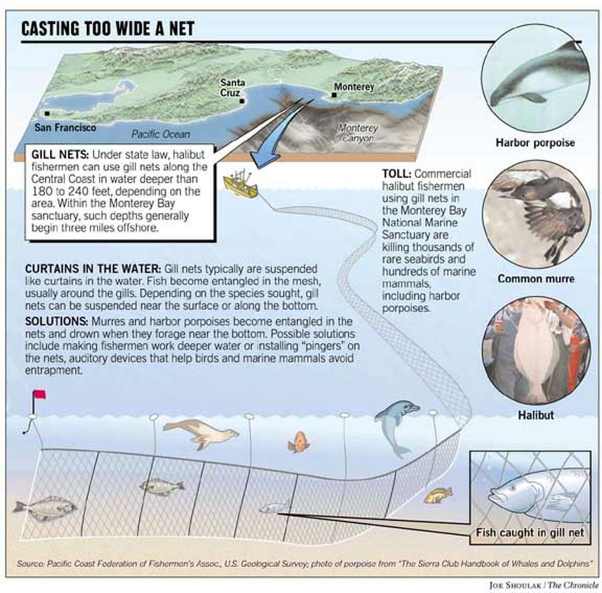 Legal Fishing, Deadly Sanctuary / Gill-net use proving fatal for ...