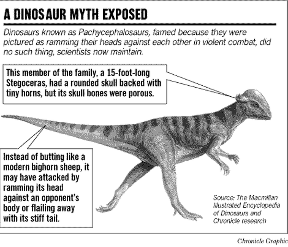 Dinosaur Study Makes No Butts About It Round Skull Species Didn T Bash Heads