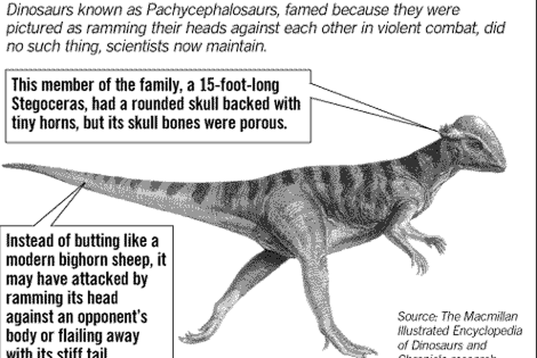 Dinosaur Study Makes No Butts About It Round Skull Species Didn T Bash Heads