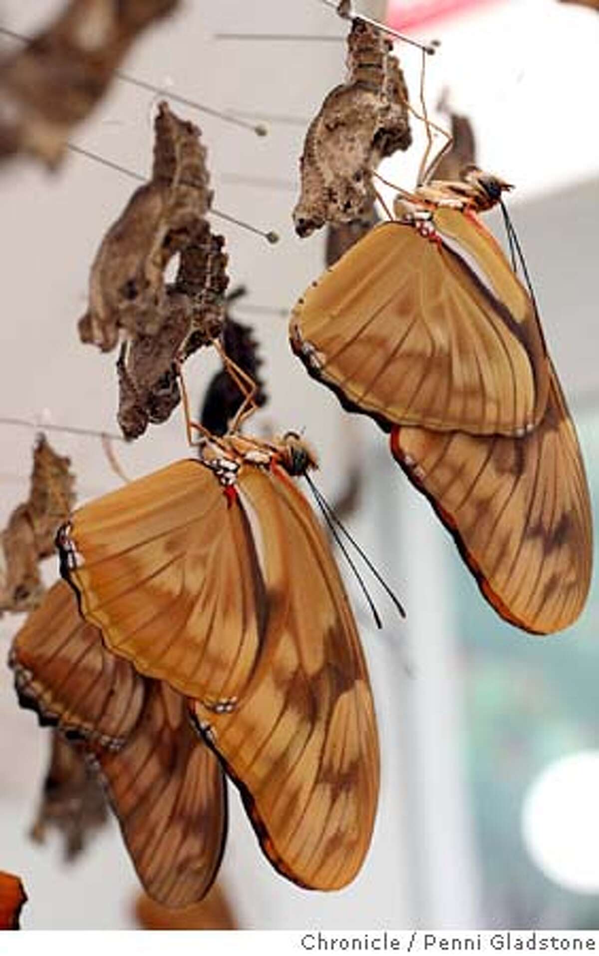 SAN FRANCISCO / Butterfly bungalow / Captives fly freely in new