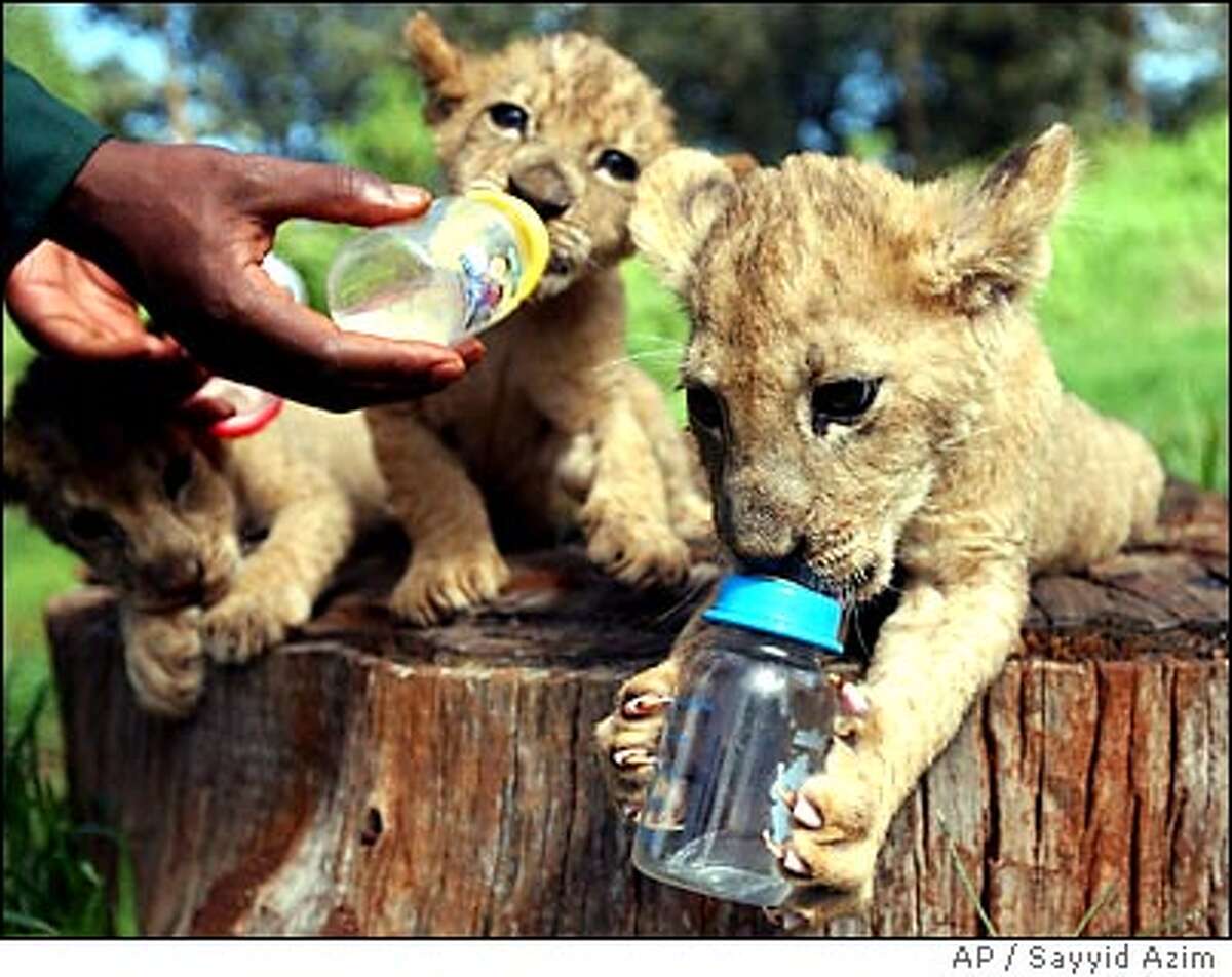 Львенок пьет