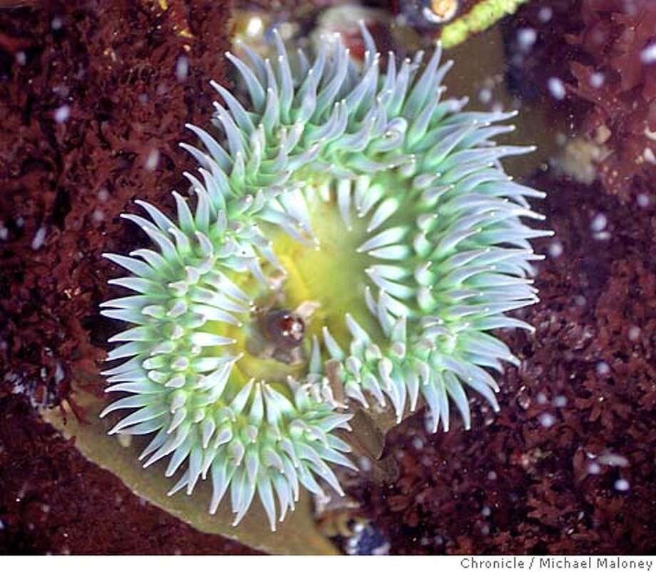 Ocean bluffs and tide pools best way to see the sea SFGate