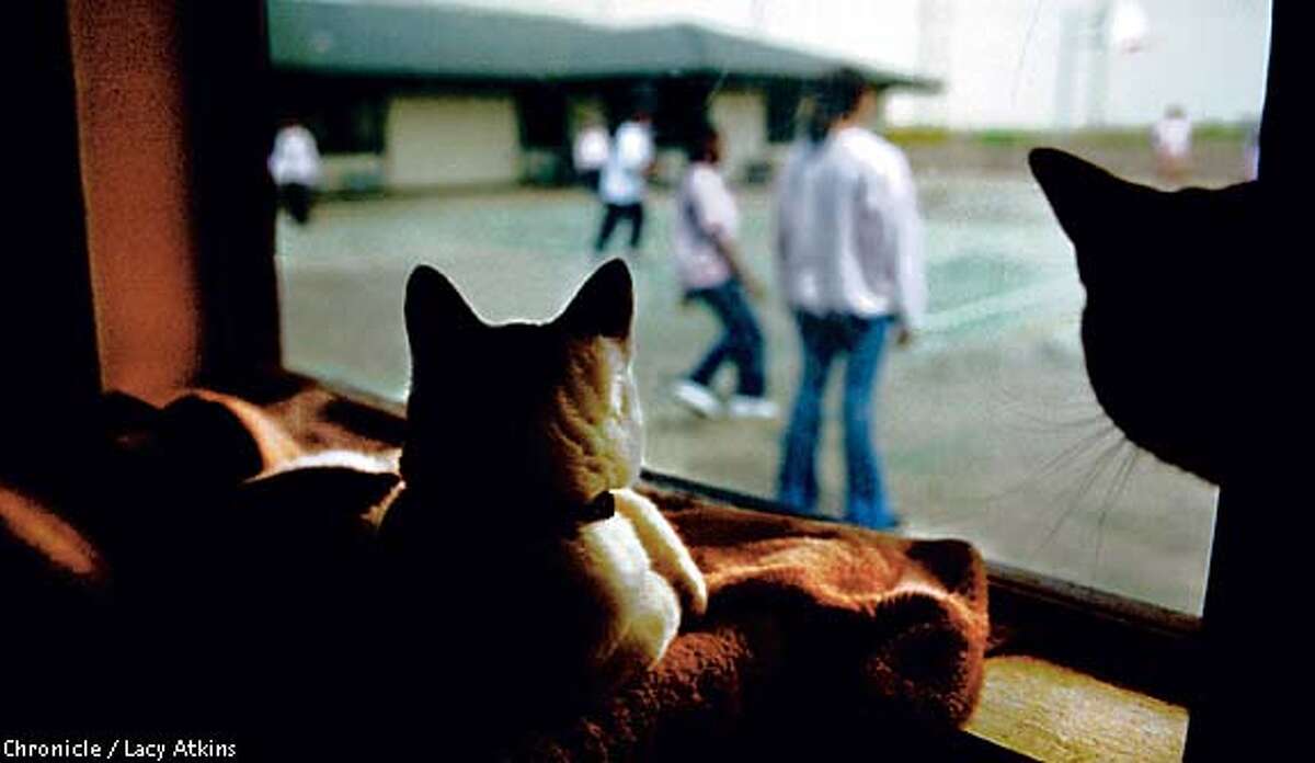 Friends for Life / A Contra Costa program pairs troubled teens with homeless pets for lessons in TLC Friends for Life / A Contra Costa program pairs troubled teens with homeless pets for lessons in TLC