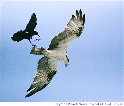 They're everywhere! Crows, ravens overrun Bay Area – The Mercury News