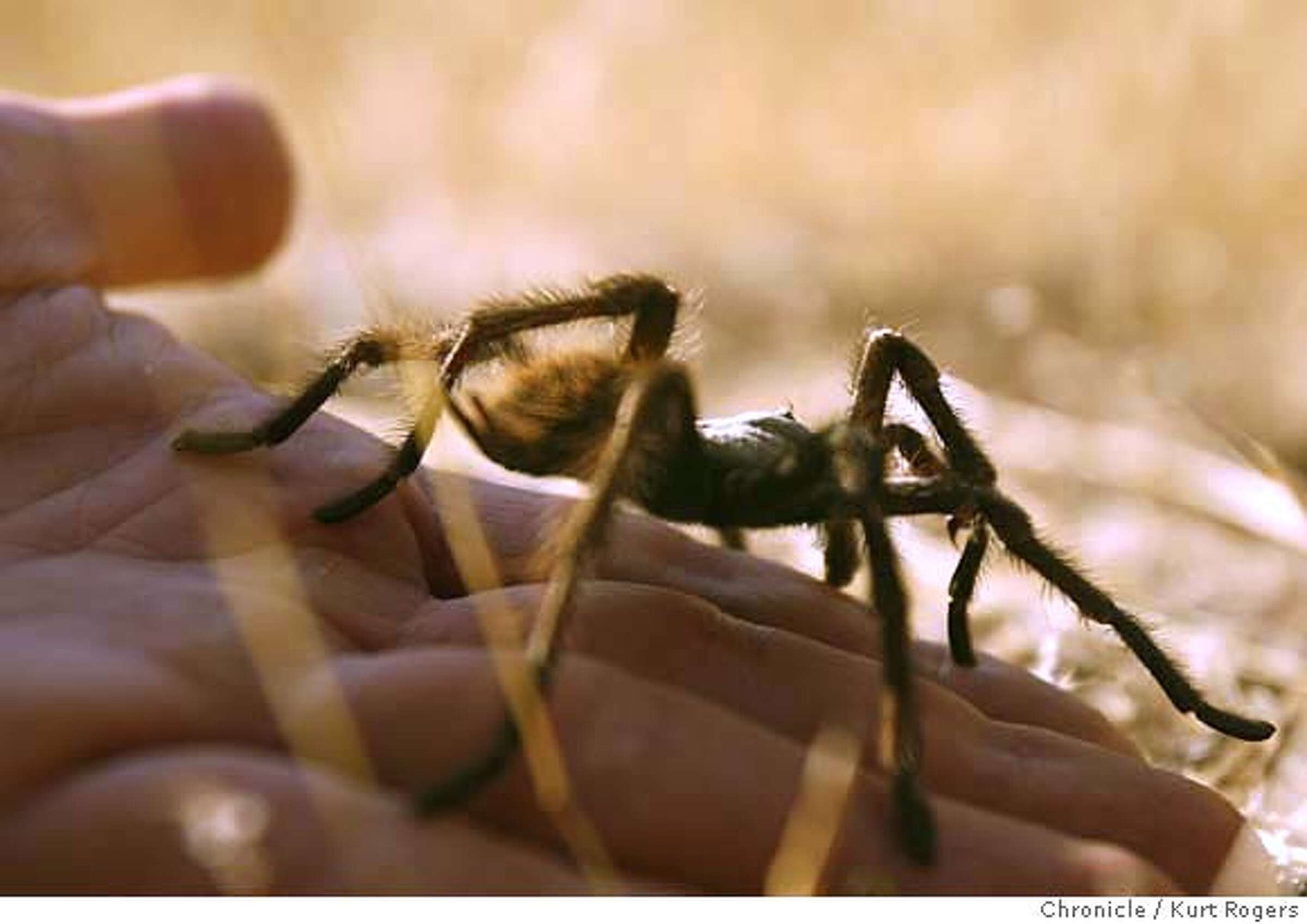 Why Are Bay Area Tarantulas Emerging From Their Burrows Sex Naturally