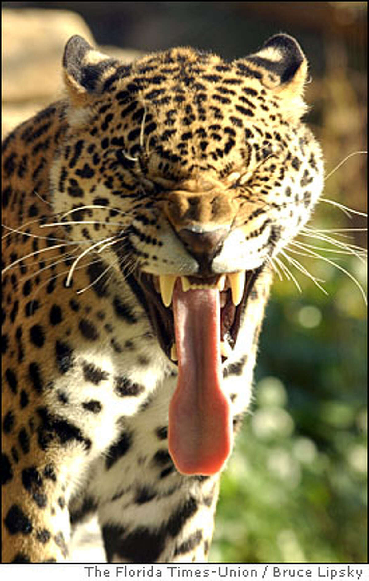 Картинку чтоб поставить. Язык леопарда. Смешной Ягуар. Удивленный леопард. Веселый леопард.