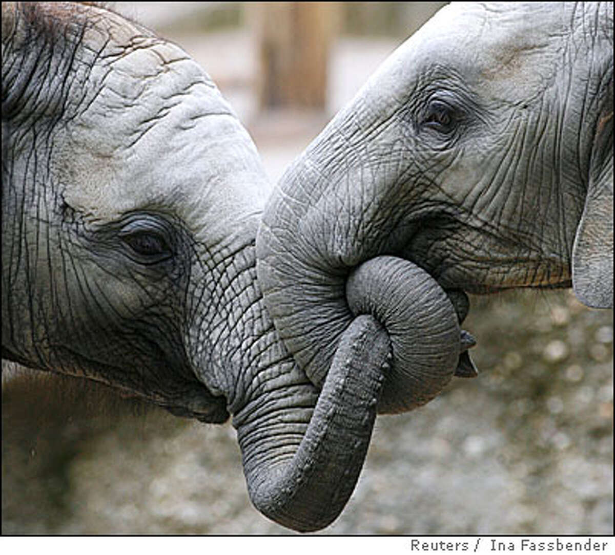 Возникновение хобота у слона можно объяснить. Хобот слоника. Хобот африканского слона. Нос слона. Строение хобота слона.