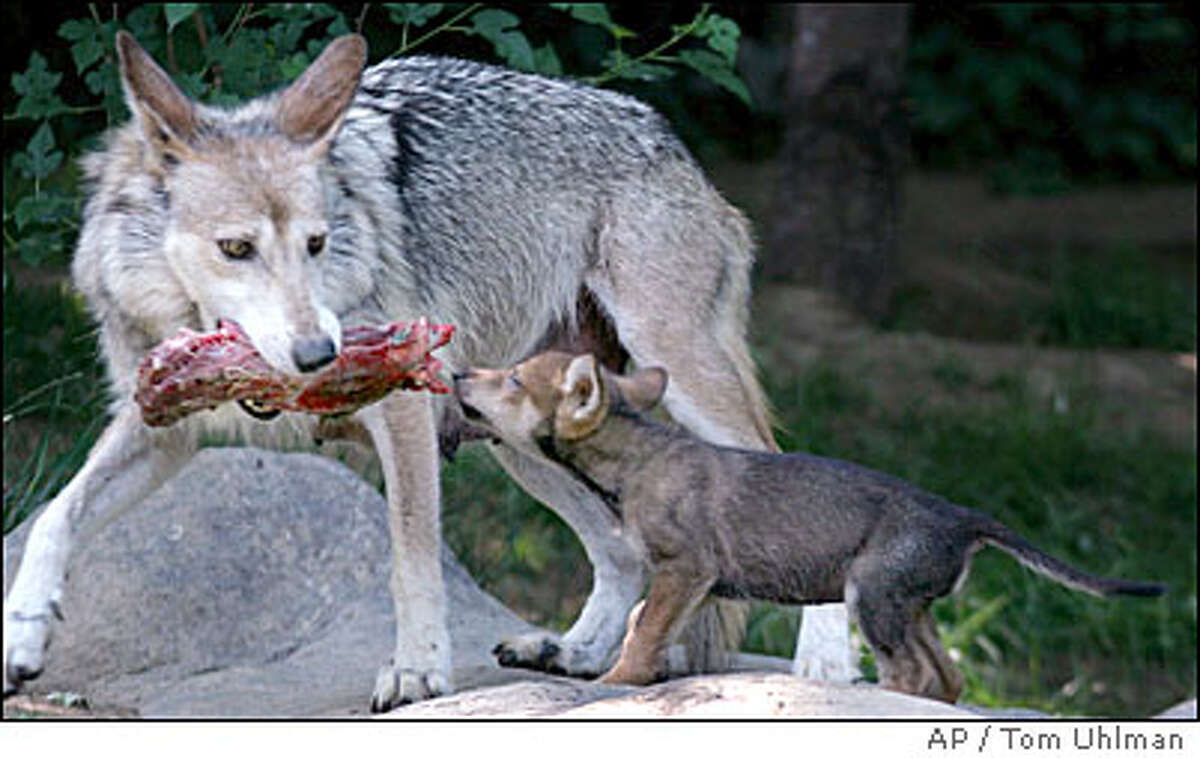 Border wall would block animals as well as immigrants