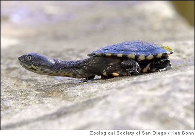 Animal Bandit Makes Off With 'squishy' The Turtle From Houston Zoo