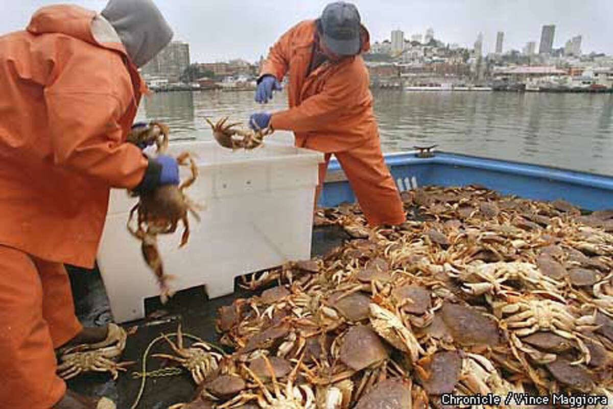 Dungeness in Danger / Overfishing may contribute to the decline of the