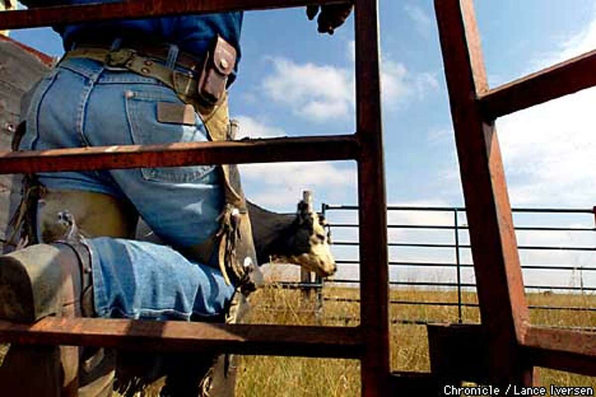 Gallery Buffalo Roam Again