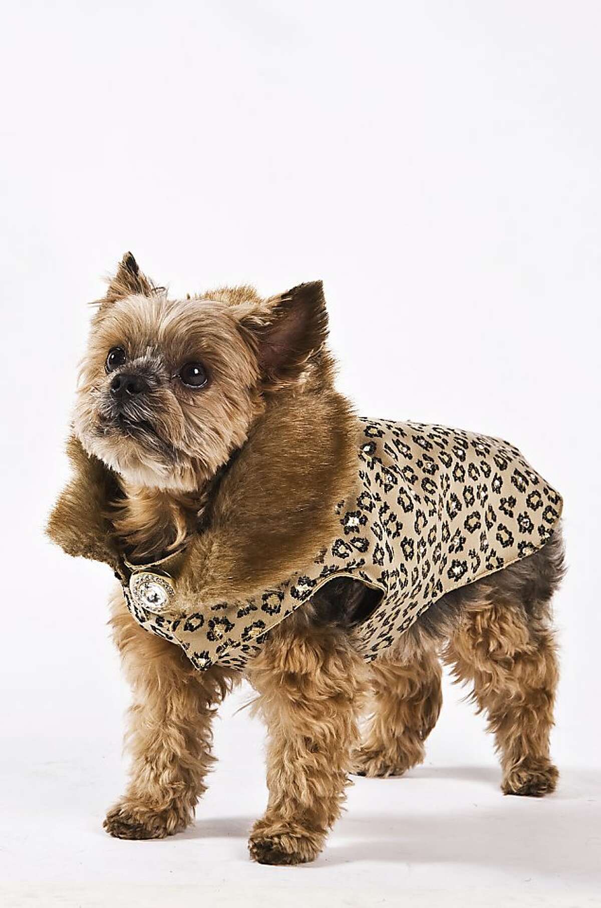 Haute Dog fashion show brings out prime pooches