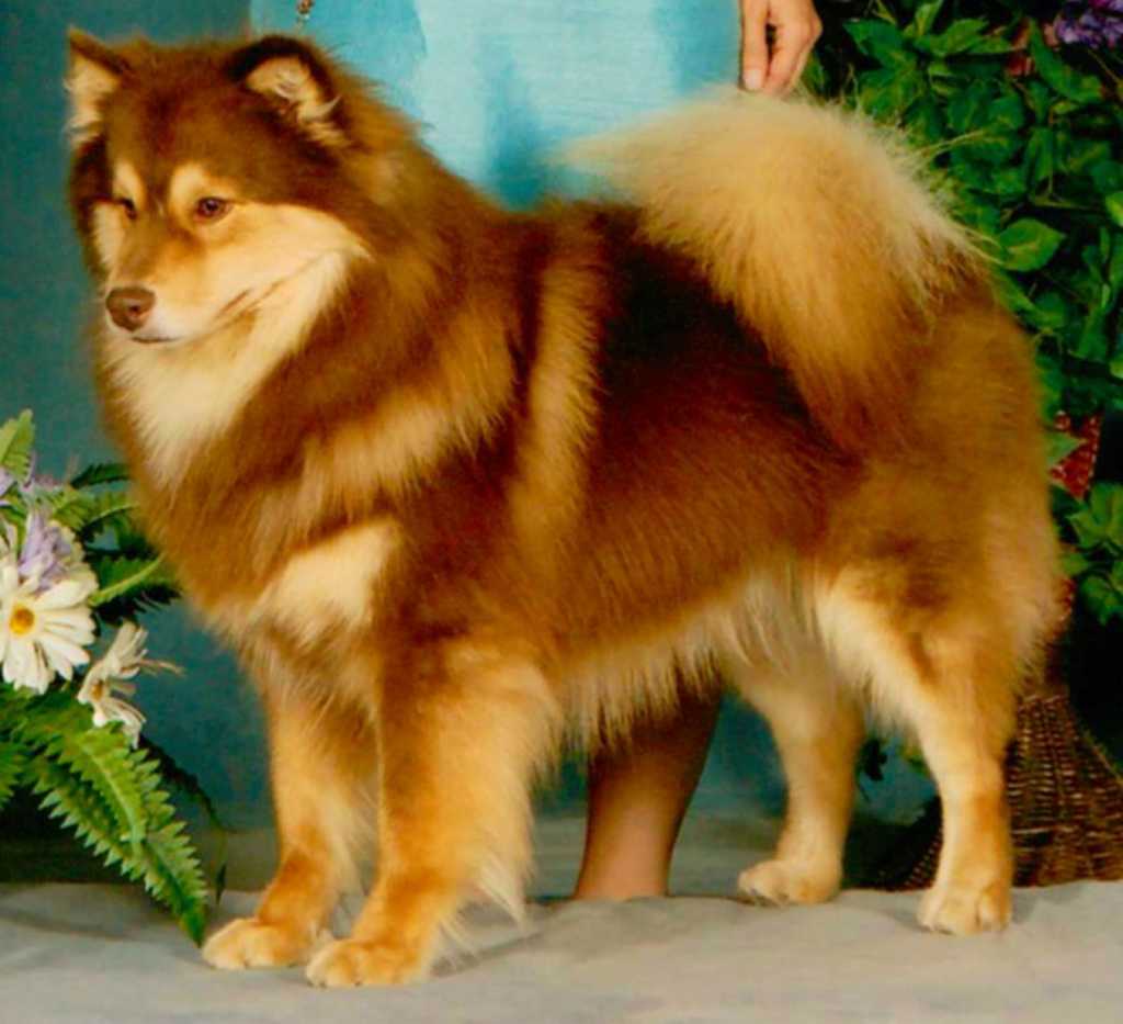 fluffy orange dog