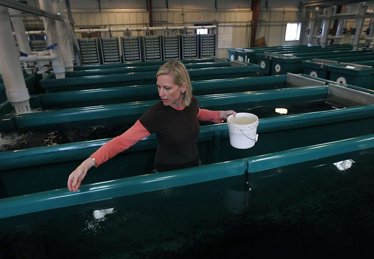 Mokelumne hatchery salmon outnumber wild fish