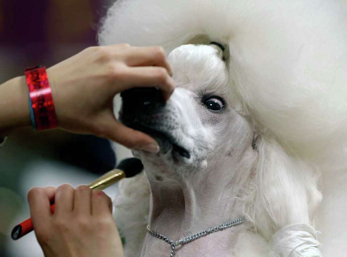 Sophie, a Standard Poodle, is groomed before her showing at the 136th annual Westminster Kennel Club dog show in New York.