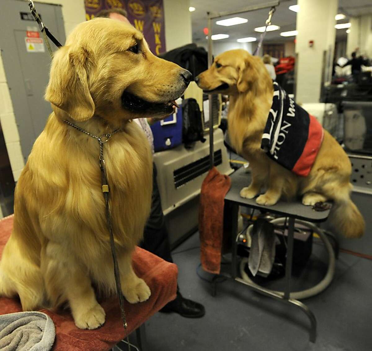 Westminster Kennel Club dog show