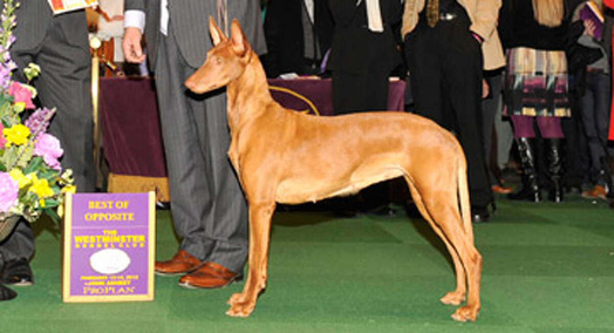 pharaoh hound kennel