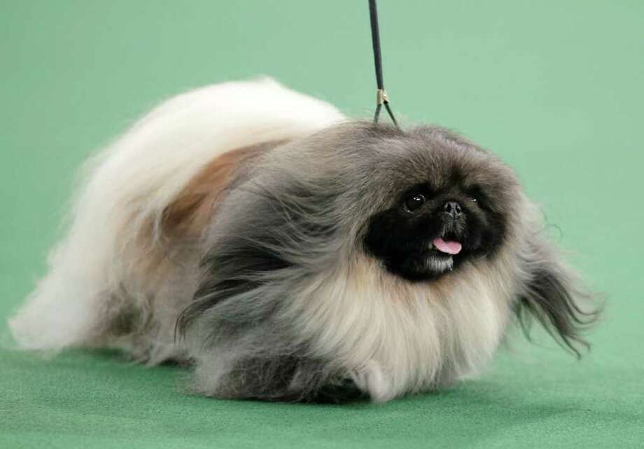 Pekingese America's top dog at Westminster Times Union