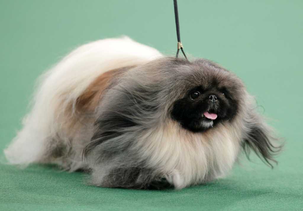 Pekingese becomes America's top dog at Westminster