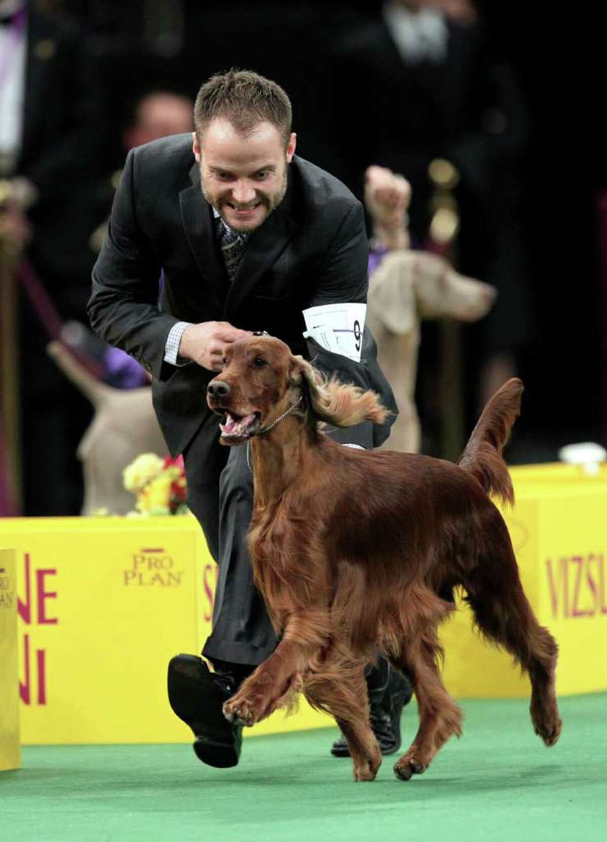 2012 Westminster Kennel Club dog show