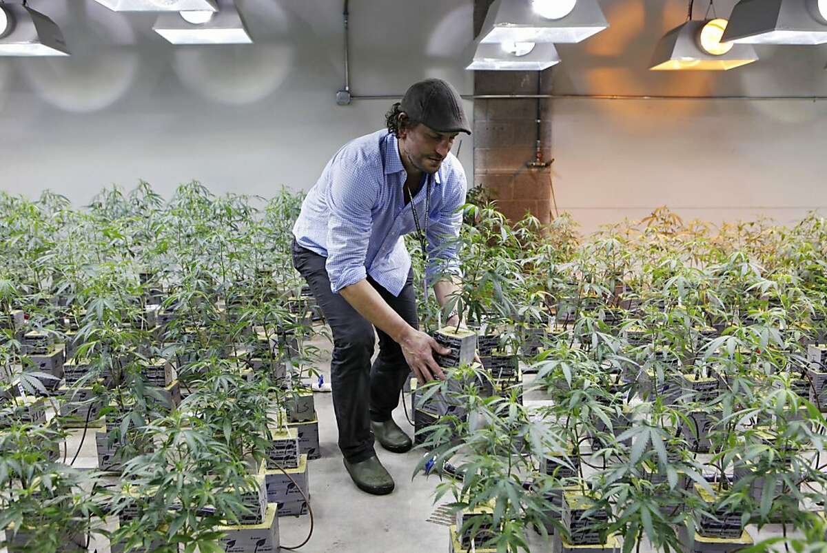 A Feb. 10, 2012 photo shows Matthew Huron, owner of two medical marijuana dispensaries and an edible marijuana company in Denver, examining a marijuana plant in his grow house. Medical marijuana is legal in 17 states, but the industry has a decidedly black-market aspect _ it's mostly cash-only. That's because banks won't touch pot money. The drug is illegal under federal law, and processing transactions or investments with pot money puts federally insured banks at risk of drug-racketeering charges. In Colorado, state lawmakers are attempting an end-run around the federal ban by creating a cooperative financial institution for state dispensaries and growers to allow them to store and borrow money.