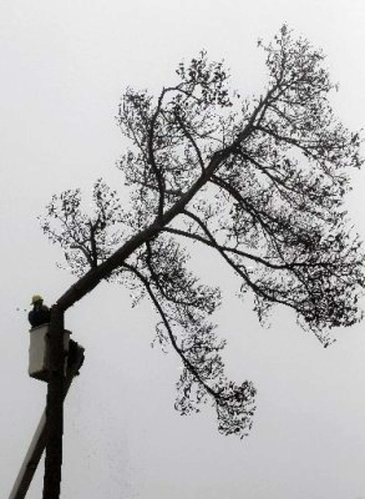 Omar Araujo cuts down a dead tree at Meyer in the morning fog Thursday, Dec. 29, 2011, in Houston. More than 1,800 dead trees are being removed from the park due to the ongoing drought. (David J. Phillip / AP)