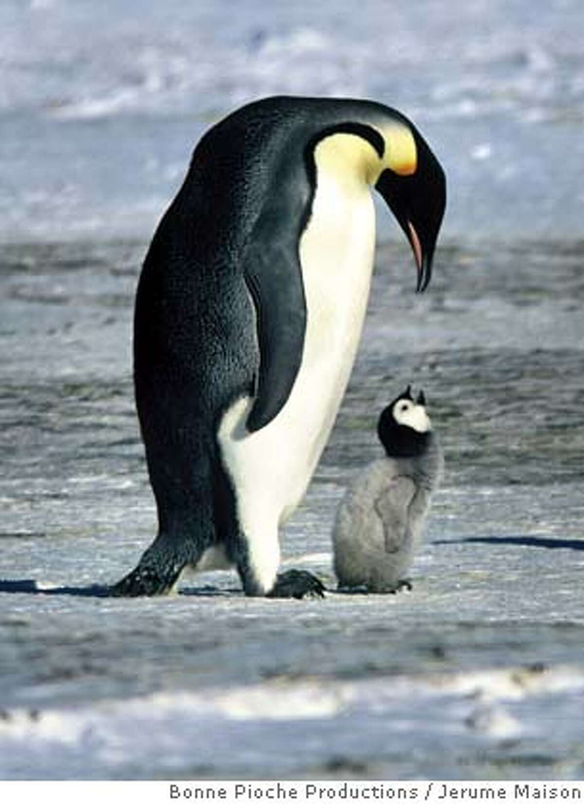An Emperor penguin and its young are shown in a scene from the new documentary film "March of the Penguins" from Warner Independent Pictures in this undated publicity photograph. With box offices receipts down for the year and fans blaming boring remakes and sequels, three documentaries that are part of a new style of non-fiction films are winning rave reviews for turning real people -- and in one case, penguins -- into movie stars. "Murderball," "Rize," and "March of the Penguins" are more like Hollywood feature films, their makers and promoters say, structured with tension, conflict and resolution. To match feature Leisure-Documentaries REUTERS/J�r�me Maison/Bonne Pioche Productions/Alliance De Production Cin�matographique/Handout Ran on: 07-24-2005 Emperor penguins in March of the Penguins, which is giving the summer block- busters a run for the money. Ran on: 07-27-2005 Survivors: An emperor penguin and its offspring in a scene from March of the Penguins, a documentary that prompts comparisons to human society. 0