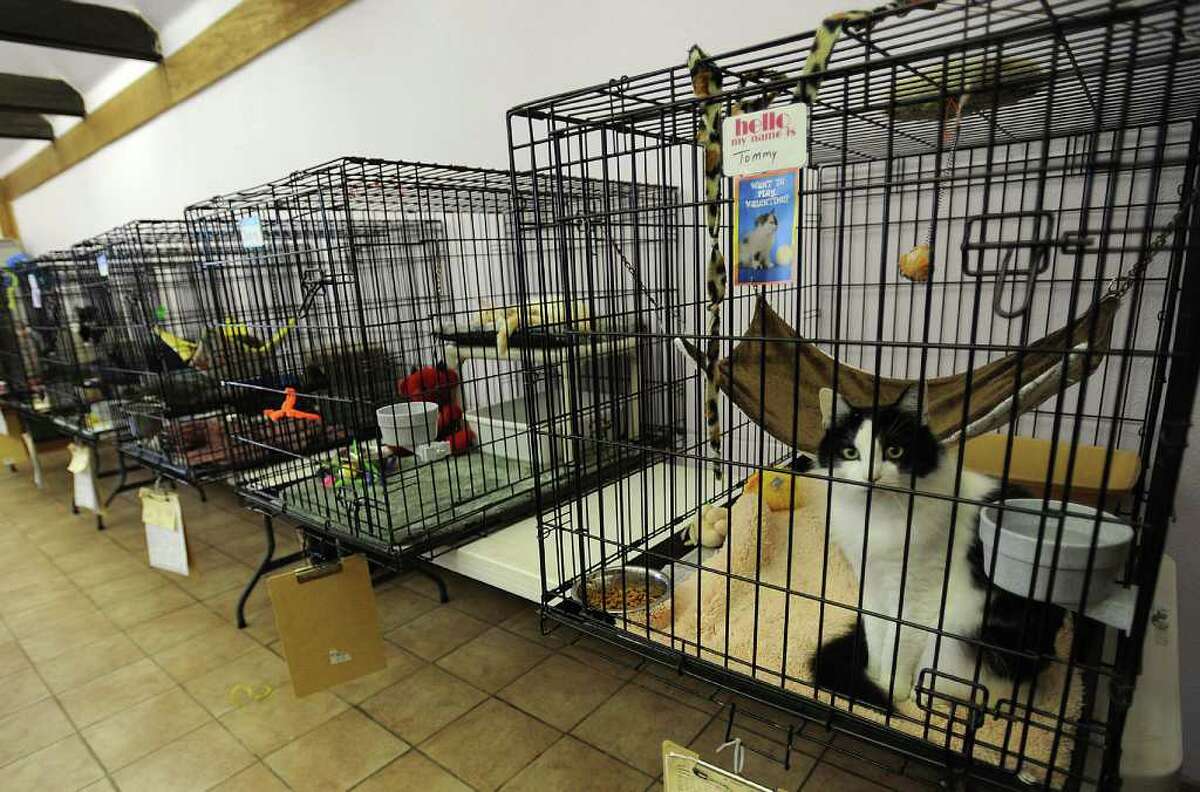 New Humane Society will hinge on more financial donations