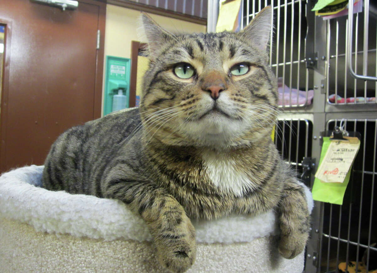 Seattle shelter packed with cats, kittens