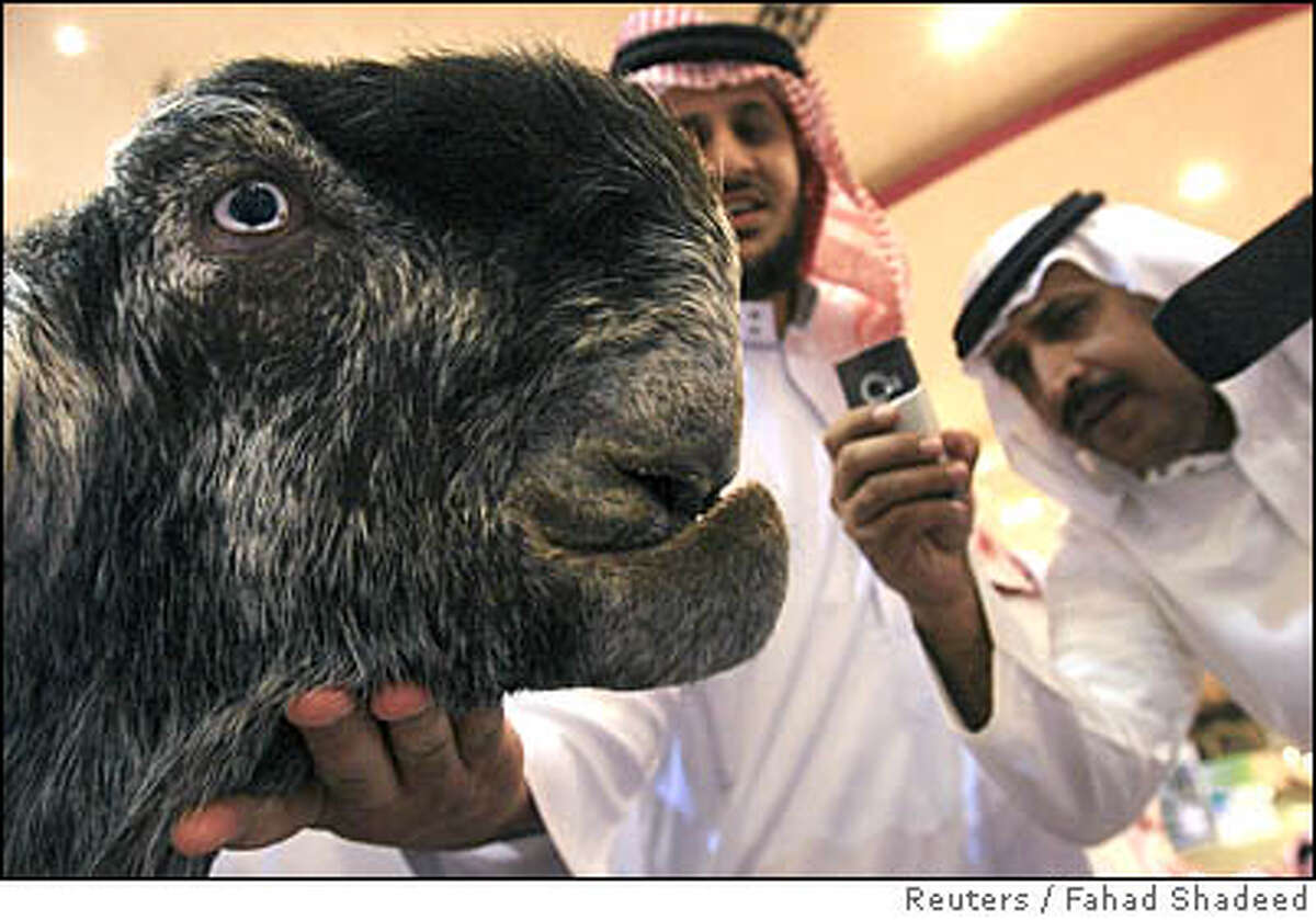 Saudi takes picture of Damascene goat, which won the first prize for "Most Beautiful Goat" title during Mazayen al-Maaz competition in Riyadh