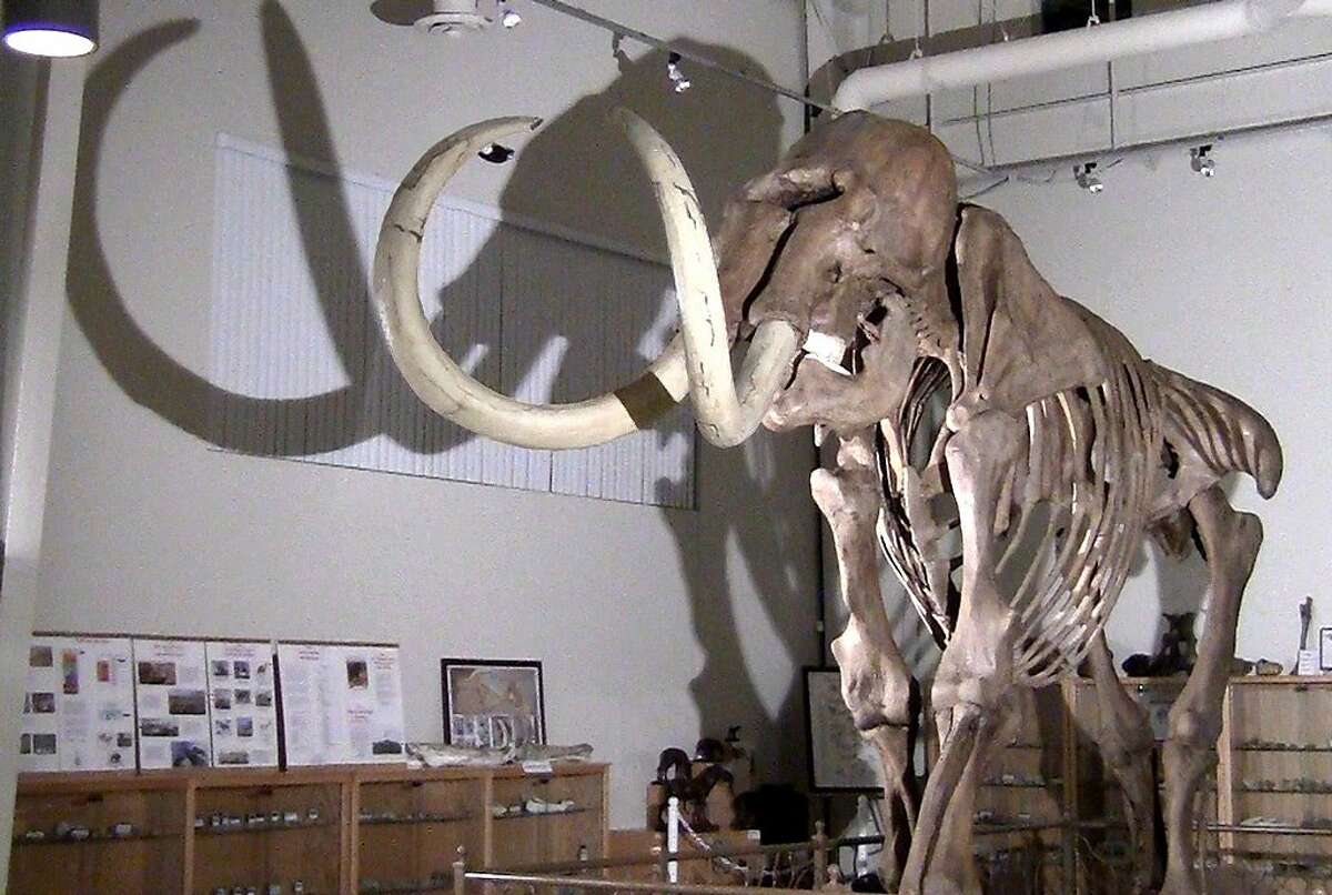 Central Valley museum adds woolly mammoth